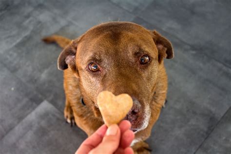 犬 ご飯食べない 手であげると食べる なぜ犬は手から食べるのか？